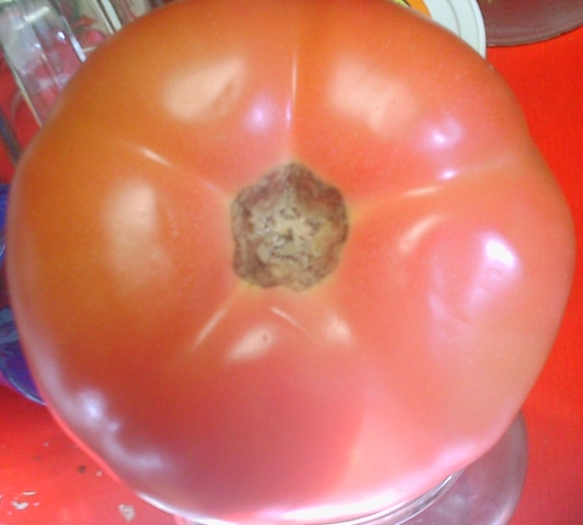 tomato-02.jpg (168556 bytes)